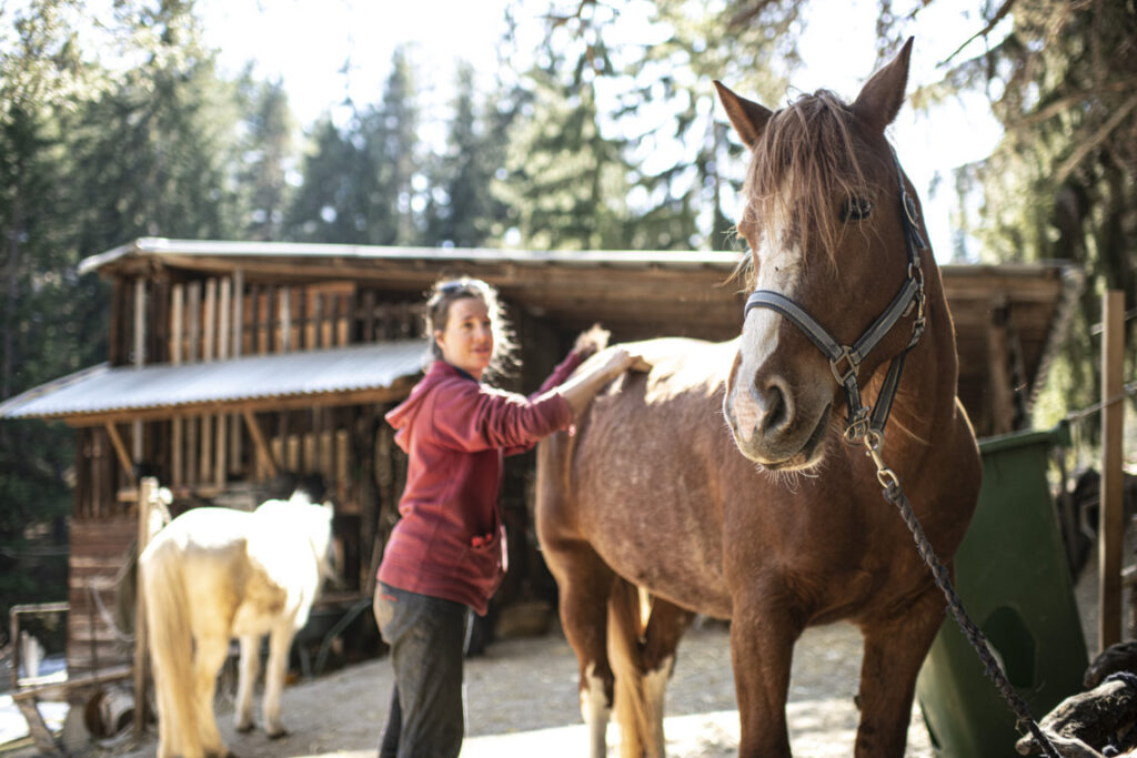 Equiliber - Pferdegestütze Intervention