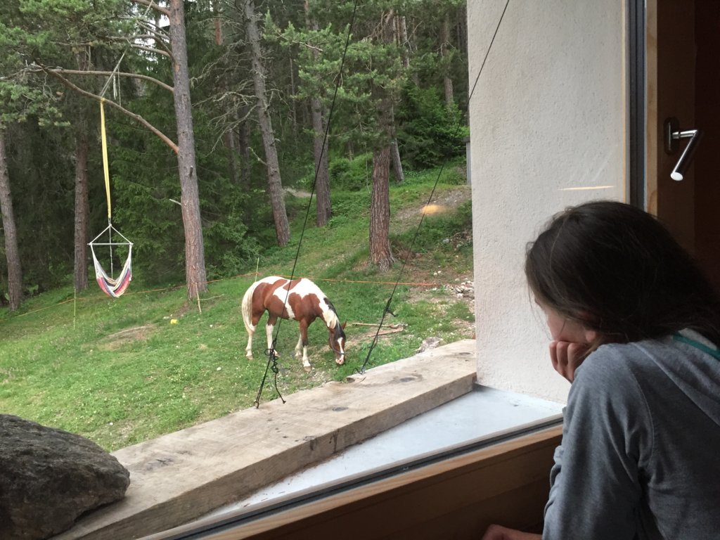 Equiliber - Pferdegestütze Intervention
