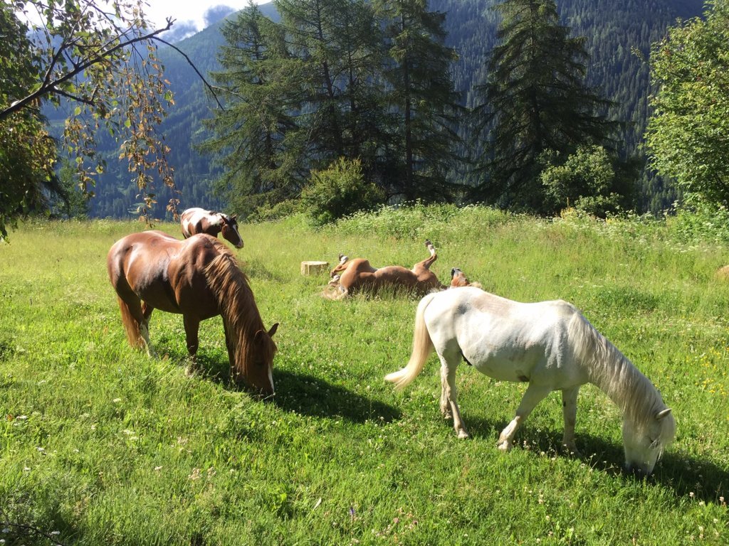 Equiliber - Pferdegestütze Intervention
