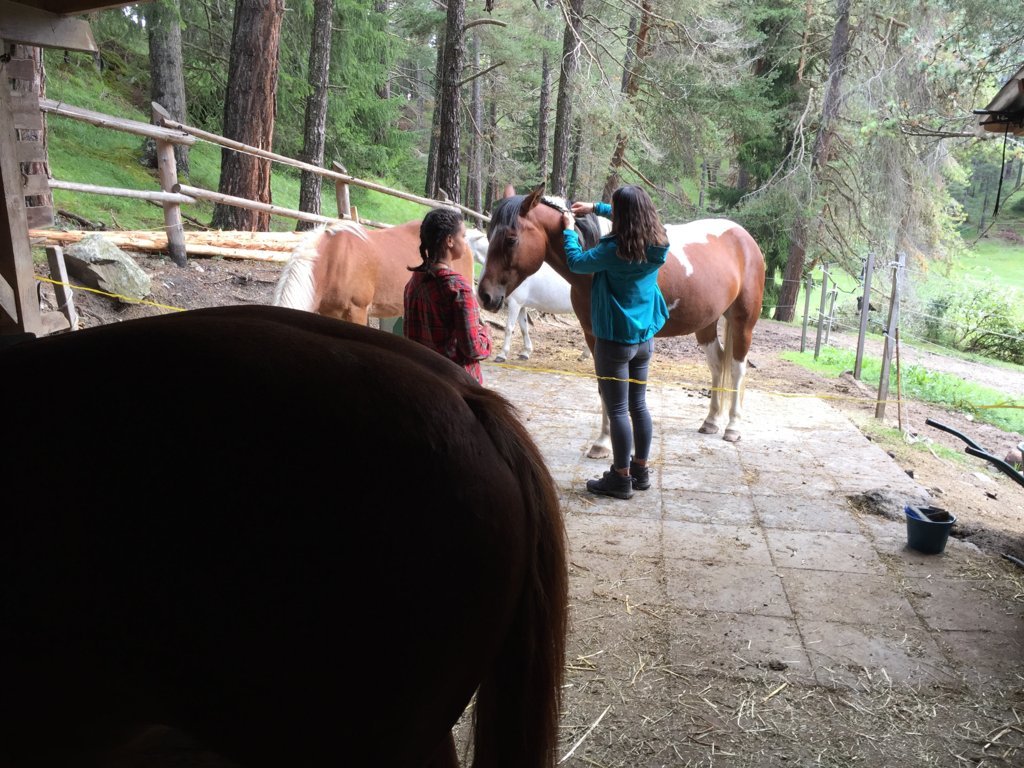 Equiliber - Pferdegestütze Intervention