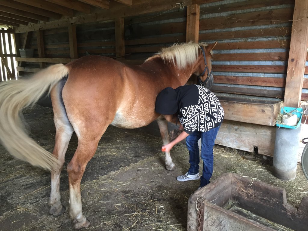 Equiliber - Pferdegestütze Intervention