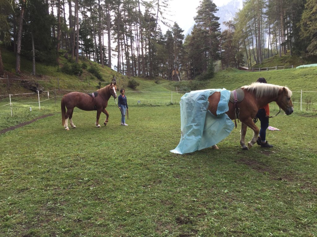 Equiliber - Pferdegestütze Intervention