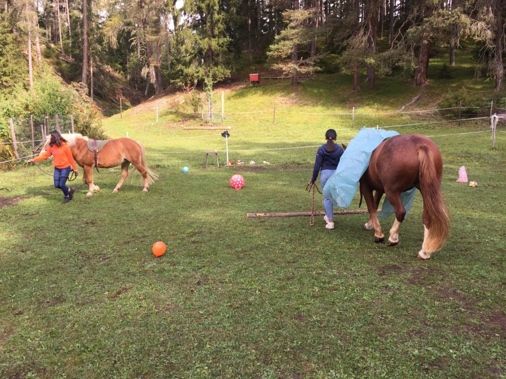 Equiliber - Pferdegestütze Intervention