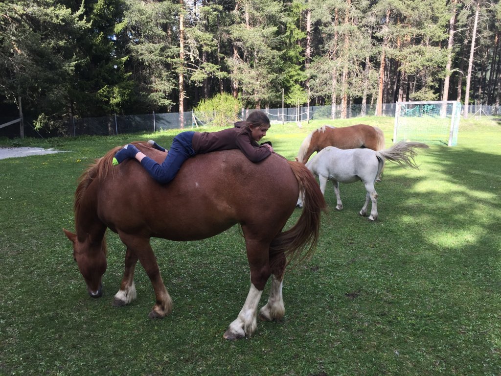 Equiliber - Pferdegestütze Intervention