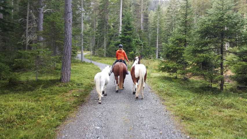 Equiliber - Pferdegestütze Intervention