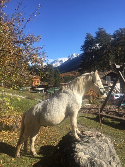 Equiliber - Pferdegestütze Intervention