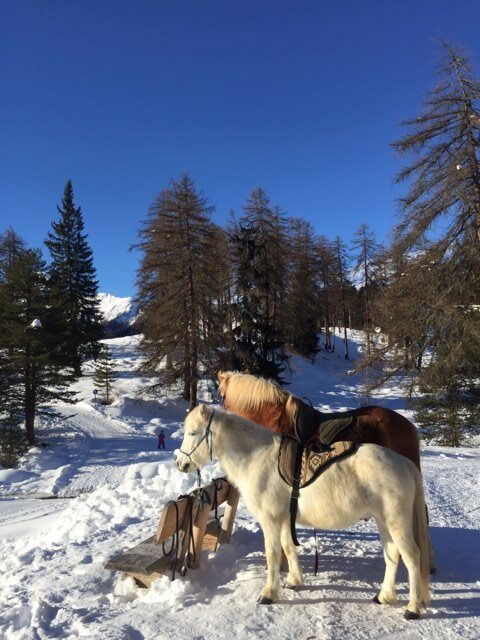 Equiliber - Pferdegestütze Intervention