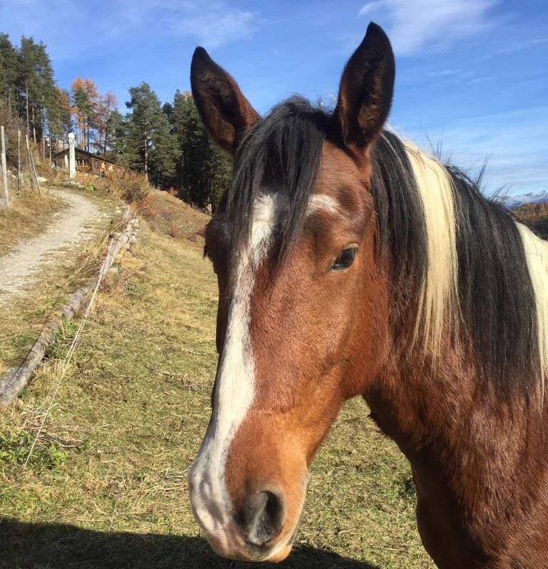Equiliber - Pferdegestütze Intervention
