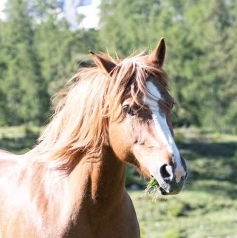 Equiliber - Pferdegestütze Intervention