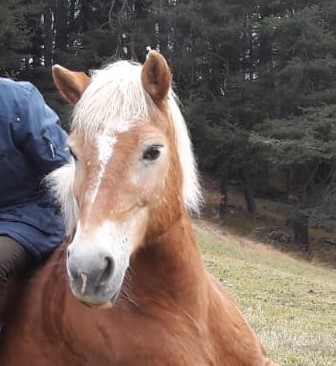 Equiliber - Pferdegestütze Intervention