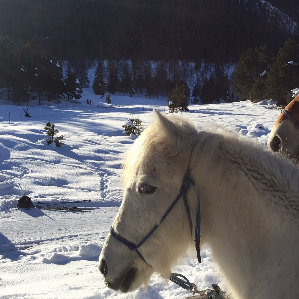 Equiliber - Pferdegestütze Intervention