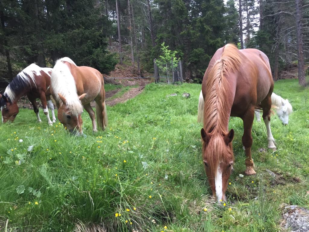 Equiliber - Pferdegestütze Intervention